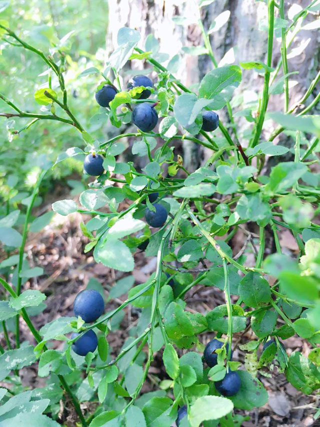 藍莓